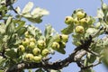 Cluster of unripe green hawthorn berries