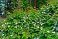 General view of colorful Actinidia kolomikta flowering plant, co