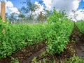 General view of a crop field with plants of pea hanging from cords Royalty Free Stock Photo