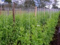 General view of a crop field with plants of pea hanging from cords Royalty Free Stock Photo