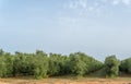 General view of cultivated olive trees