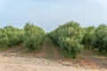 General view of cultivated olive trees