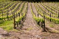 General view of the famous sloped Douro vineyards Royalty Free Stock Photo