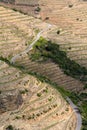 General view of the famous sloped Douro vineyards Royalty Free Stock Photo