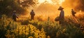 A general view of a field with mature cannabis plants and silhouettes of farmers inspecting crops in the golden rays of