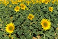 General view of a field of yellow sunflowers on a green field Royalty Free Stock Photo