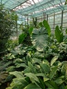 General view of the greenhouse of tropical plants