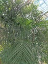 General view of the greenhouse of tropical plants