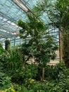 General view of the greenhouse of tropical plants