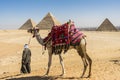 General view of Pyramids of Giza, Egypt Royalty Free Stock Photo