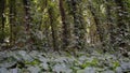 General view of a thick and green forest during the summer