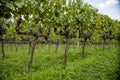 general view of vineyard with grapes ready for harvest Royalty Free Stock Photo