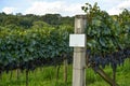 general view of vineyard with grapes ready for harvest Royalty Free Stock Photo