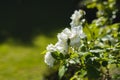 General view of white flowers in stunning summer garden