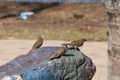 Old World sparrows watching out Royalty Free Stock Photo