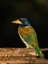 Great barbet Royalty Free Stock Photo