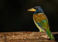 Great barbet Royalty Free Stock Photo