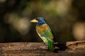 Great barbet Royalty Free Stock Photo