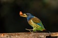 Great barbet Royalty Free Stock Photo