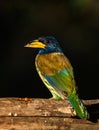 Great barbet Royalty Free Stock Photo