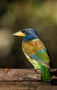 Great barbet Royalty Free Stock Photo