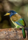 Great barbet Royalty Free Stock Photo