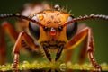 Generate AI. Extreme sharp and detailed view of small metallic wasp. close-up macro shot. A macro photograph of red ant on the gro