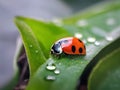 Ladybug dwells on dewy leaves