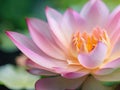 Super close up lotus flower, blur background