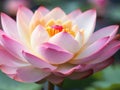 Super close up lotus flower, blur background