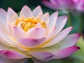 Super close up lotus flower, blur background