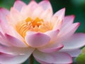 Super close up lotus flower, blur background