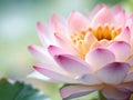 Super close up lotus flower, blur background