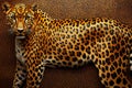 Generate a continuous pattern featuring repeating orange and black leopard Royalty Free Stock Photo