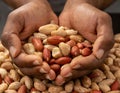 Cupped hands holding peanuts Royalty Free Stock Photo