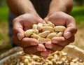 Cupped hands holding peanuts Royalty Free Stock Photo