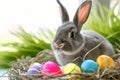 Happy easter blank spot Eggs Resurgence Basket. White Hymns Bunny Viola. flamboyant background wallpaper