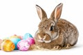 Happy easter Egg art Eggs Resurrect Basket. White Content Bunny Community outreach. sunny background wallpaper Royalty Free Stock Photo