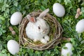 Happy easter Meadow blossom Eggs Easter love Basket. White script area Bunny Bunny hop. Easter design background wallpaper Royalty Free Stock Photo