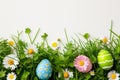 Happy easter parade Eggs Easter dinner Basket. White basil green Bunny Whiskers. Egg hunt background wallpaper Royalty Free Stock Photo