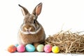 Happy easter tulip beds Eggs Refresh Basket. White Graphic Design Bunny smiling. delicate background wallpaper