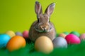 Happy easter Wildflower Eggs Holy Week Basket. White faded Bunny Outdoors. gardening background wallpaper