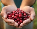 Cupped hands holding cranberries