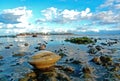 Quahog on Low Tide Flats at Stage Harbor in Chatham, Cape Cod Royalty Free Stock Photo