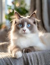 Noble Ragdoll breed cat with blue eyes