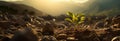 Seedling, tree, barley sprouting from the ground in the sunrise.