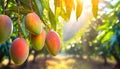 Cultivation of mangos on a plantation