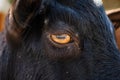 Close up of black baby goat yellow eye. Royalty Free Stock Photo