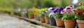 Colorful flowers in pots on wooden table in garden for sale in spring summer season