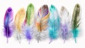 Different colorfful beautiful feathers on white background with copy space Royalty Free Stock Photo